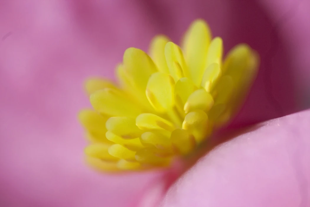 Das ist der SEO - title