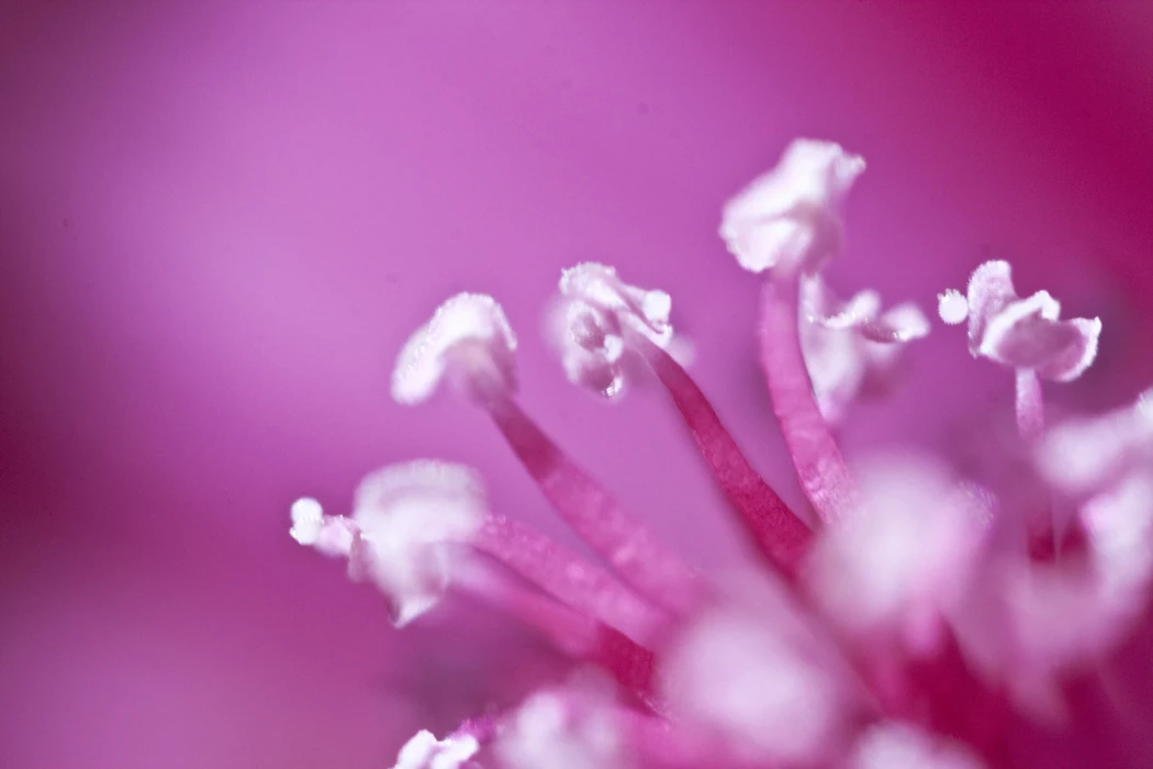 Das ist der SEO - title