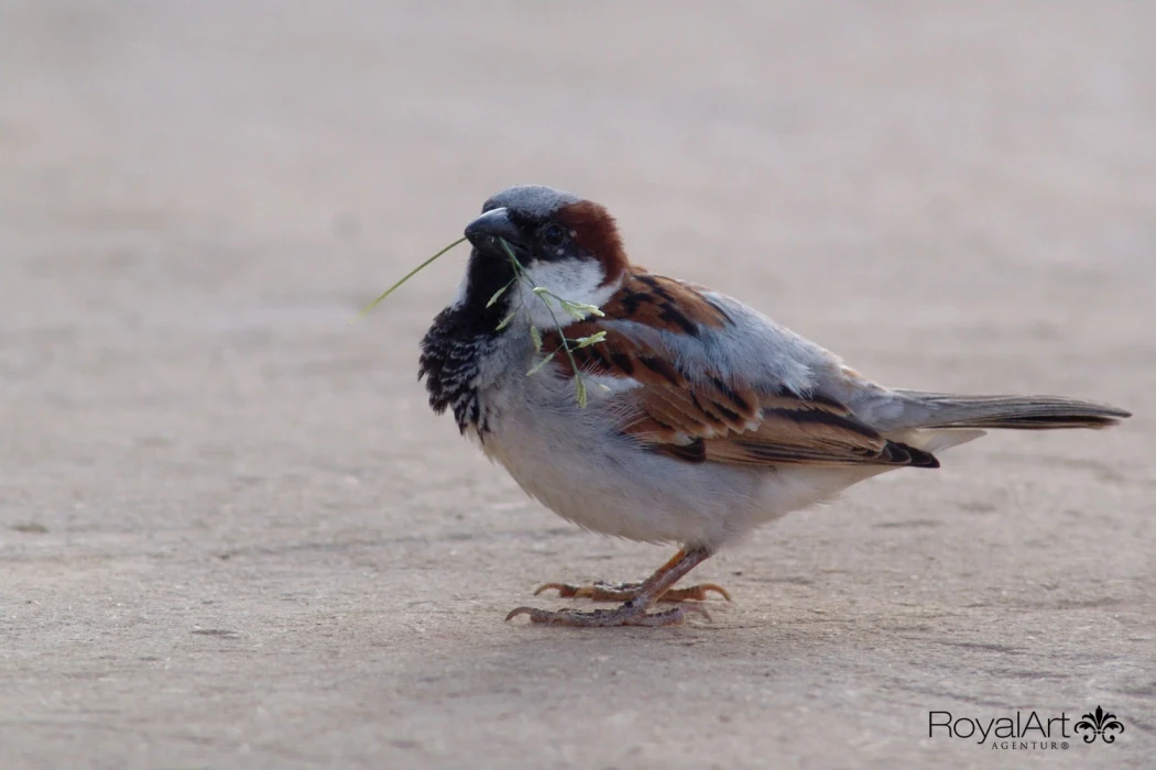 Das ist der SEO - title