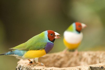 bildergalerie image 3